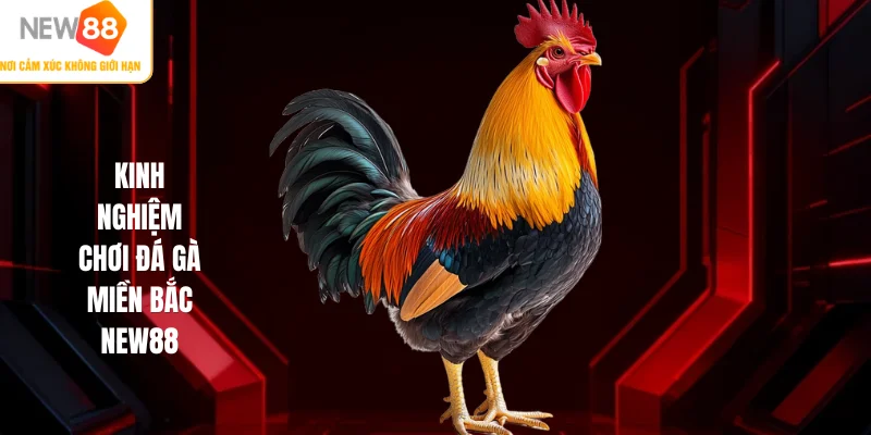 Kinh nghiệm chơi đá gà miền Bắc NEW88