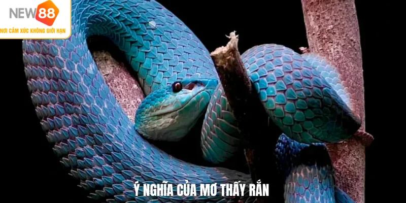 Ý nghĩa của mơ thấy rắn